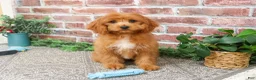Cavapoo dogs for sale: Boone - Ad 6