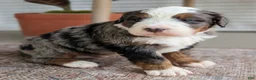 Bernedoodle dogs for sale: Shane - Ad 5