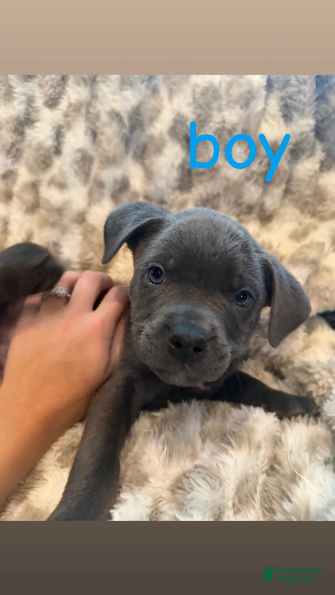 Mixed Breed dogs for sale: Mixed Breed 2 - Ad 1