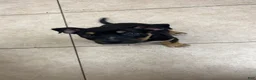 Mixed Breed dogs for sale: Matilda - Ad 5