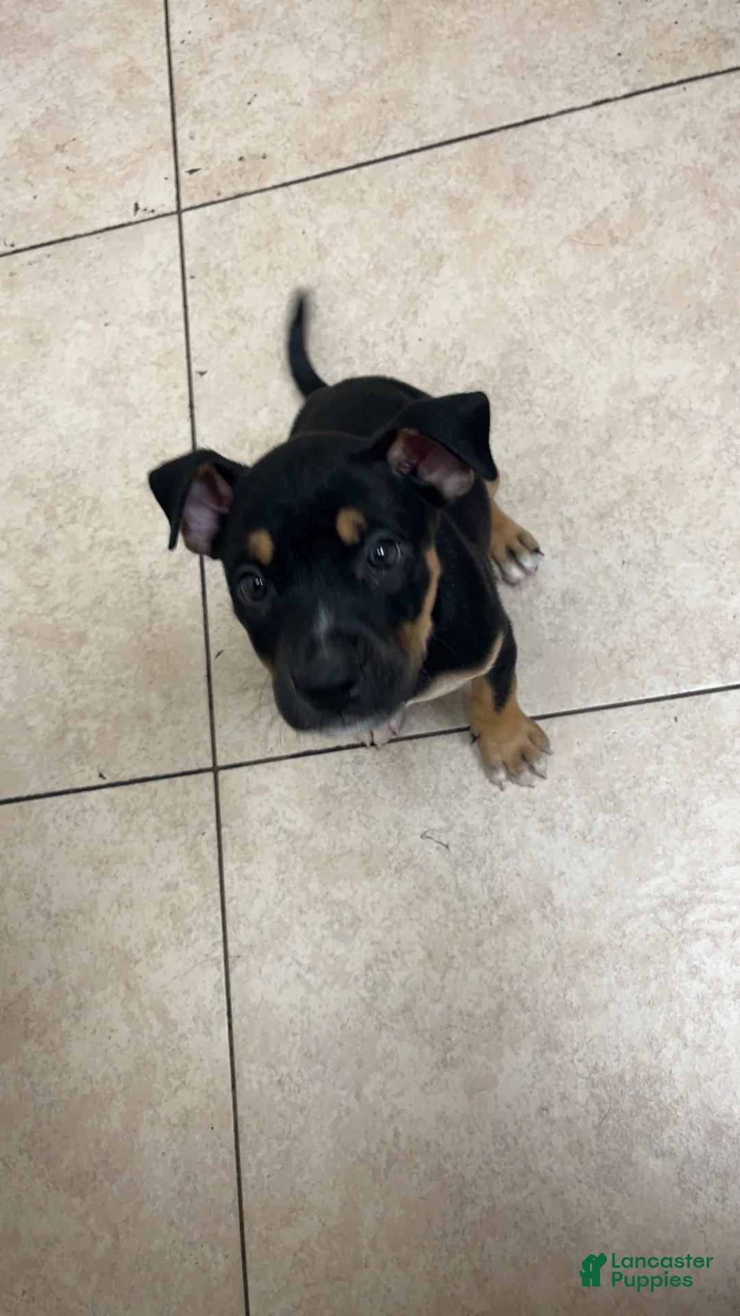 Mixed Breed dogs for sale: Matilda - Ad 5