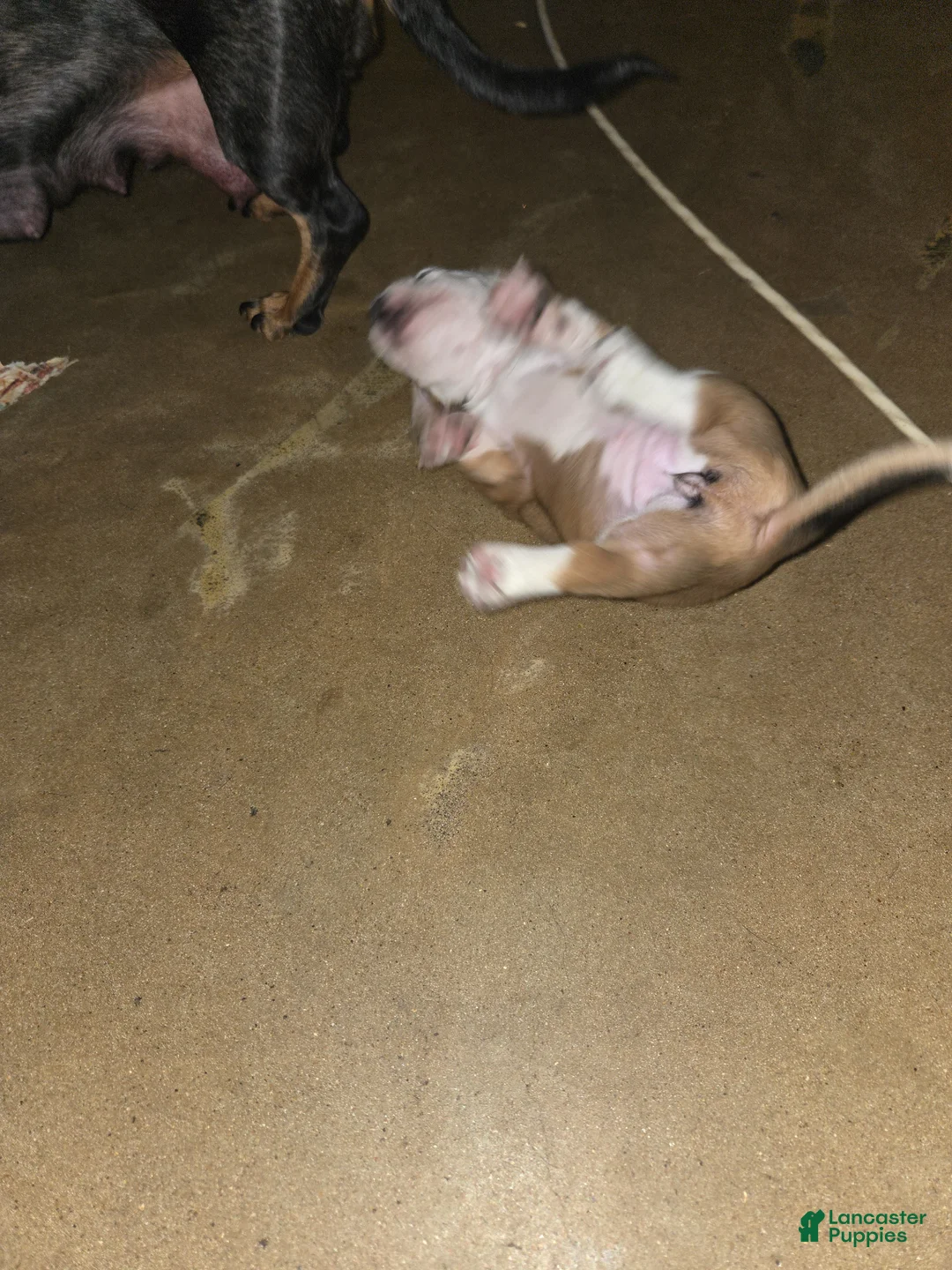 Dachshund dogs for sale: Dachshund Puppy 2 - Ad 1