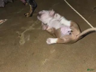 Dachshund dogs Dachshund Puppy 2 - Ad 8