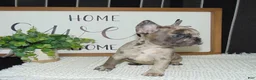 French Bulldog dogs for sale: Tyler - Ad 6