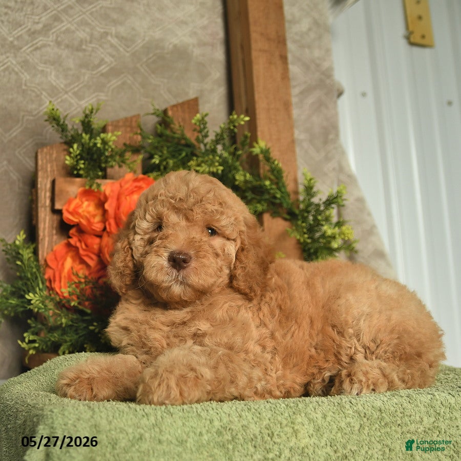 Mini Goldendoodle dogs Goldie  - Ad 2