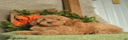 Mini Goldendoodle dogs for sale: Goldie  - Ad 2