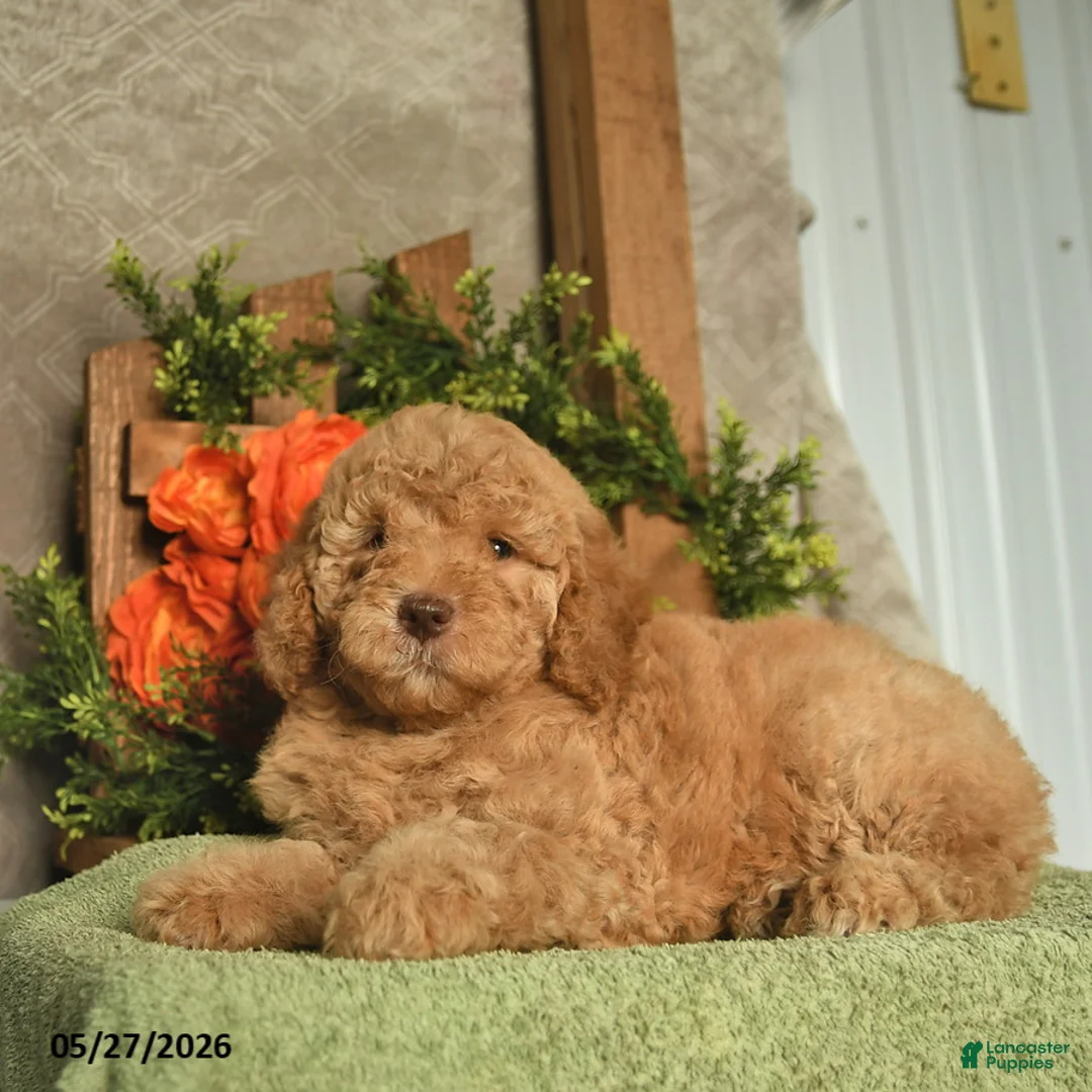 Mini Goldendoodle dogs for sale: Goldie  - Ad 2