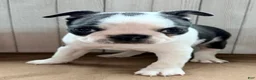 Boston Terrier dogs for sale: Crystal Female Boston Terrier - Ad 11