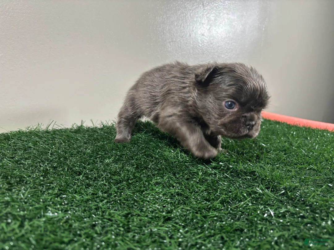 French Bulldog dogs for sale: Molly - Ad 4