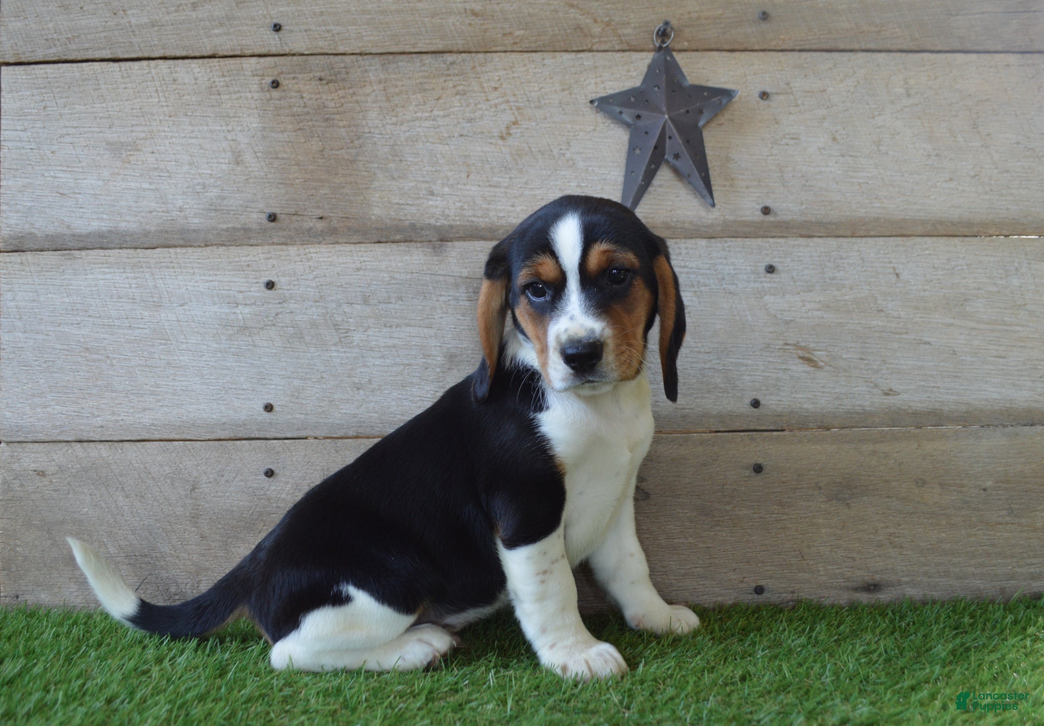 Beagle dogs for sale: Remigton - Ad 3