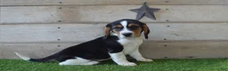 Beagle dogs for sale: Remigton - Ad 1