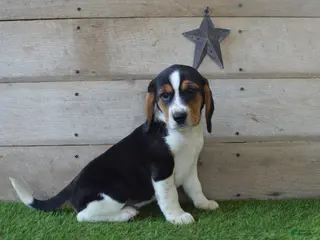 Beagle dogs for sale: Remigton - Ad 3