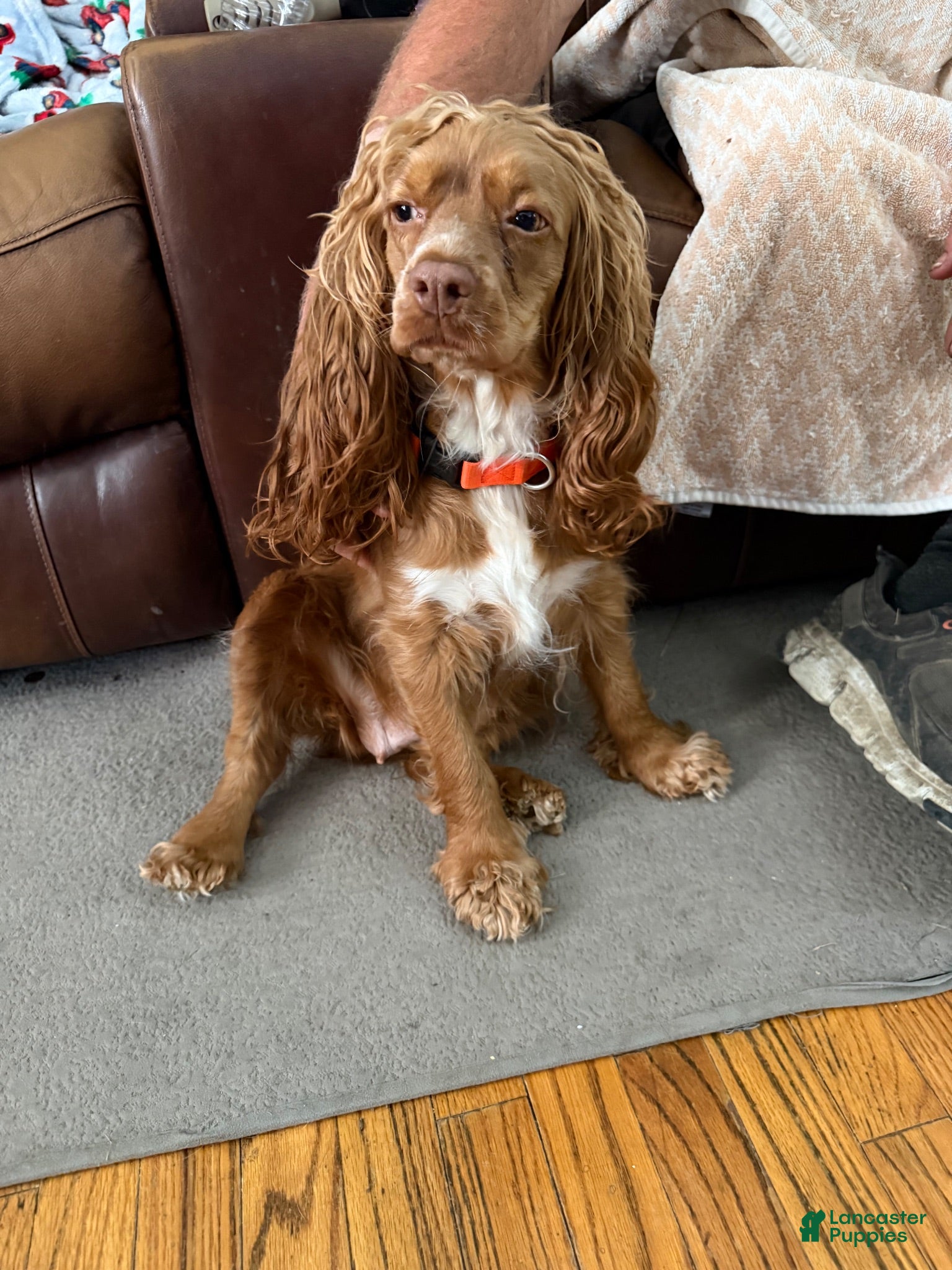 Mixed Breed dogs Mixed Breed 1 - Ad 2