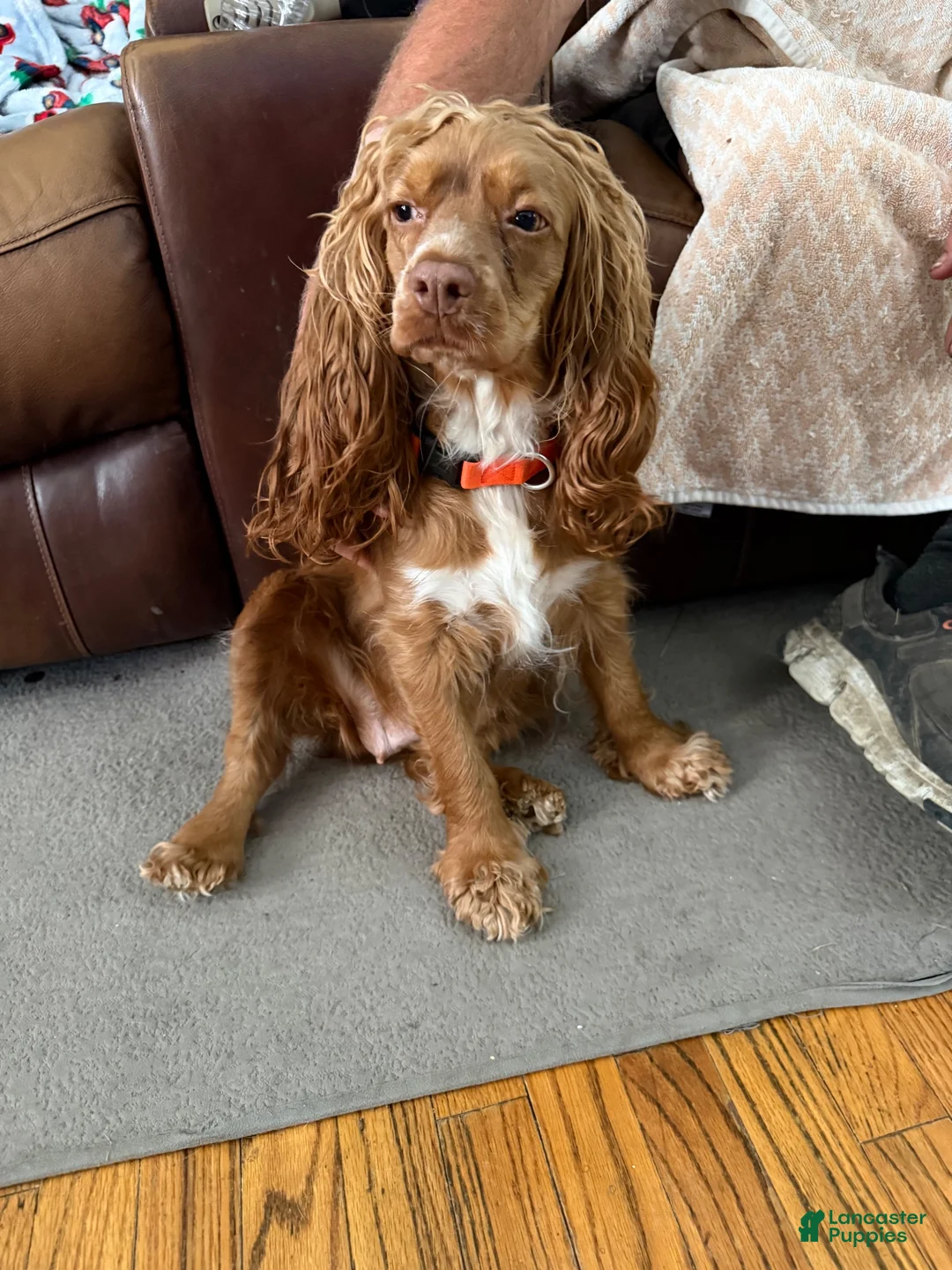 Mixed Breed dogs for sale: Mixed Breed 1 - Ad 2