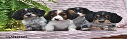 Miniature Dachshund dogs for sale: Tina - Ad 5