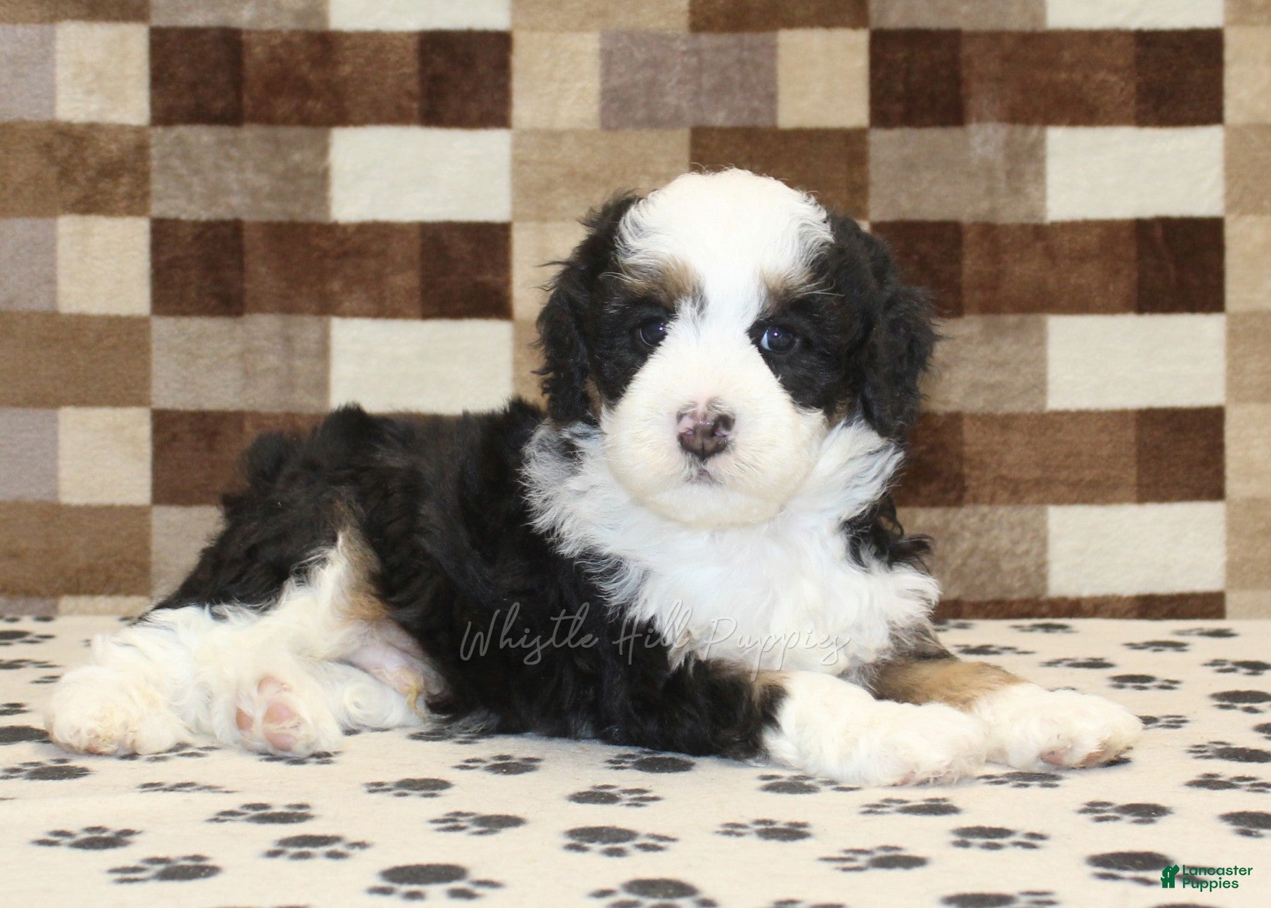Mini Bernedoodle dogs Larry - Ad 2