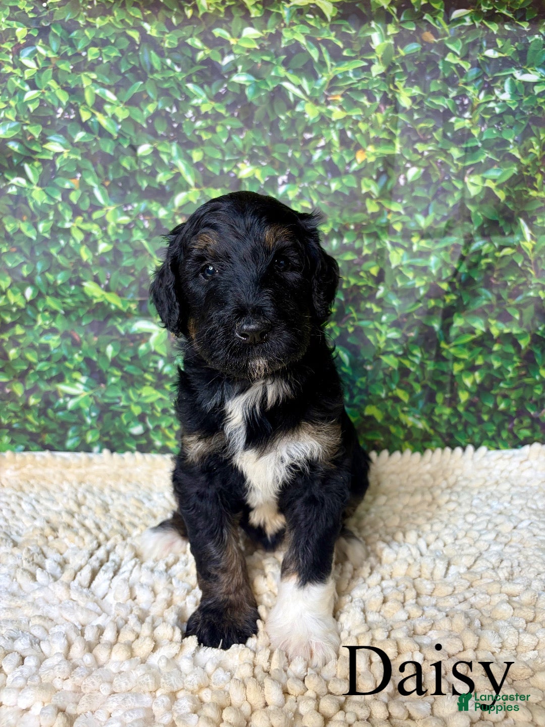 Bernedoodle dogs Daisy - Ad 2