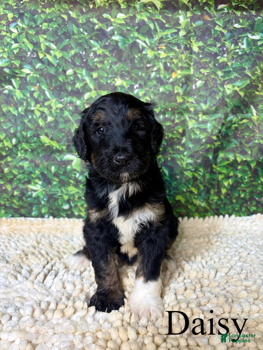 Bernedoodle dogs for sale: Daisy - Ad 2