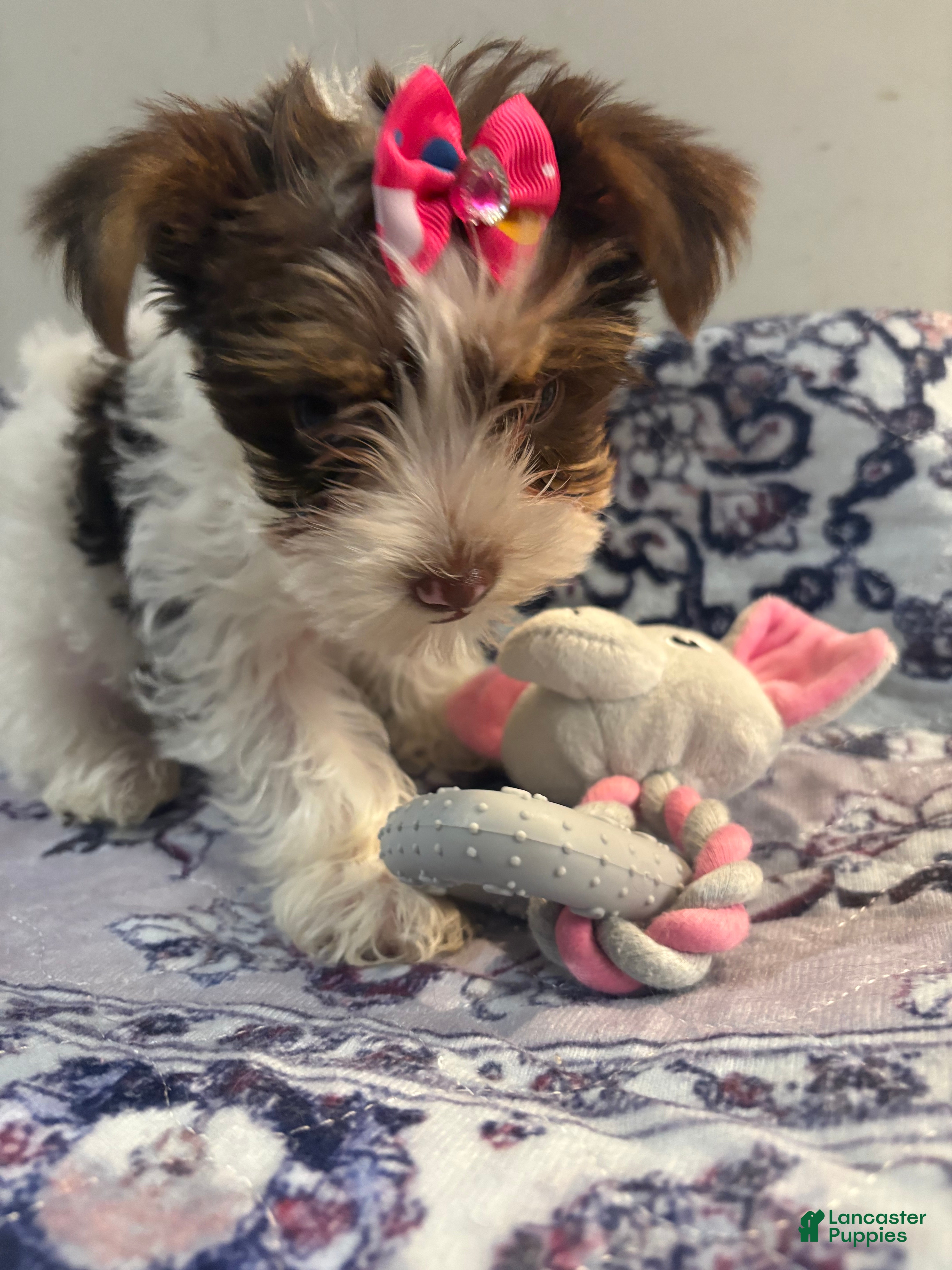 Yorkshire Terrier dogs Brittany - Ad 2