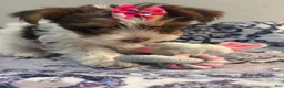 Yorkshire Terrier dogs for sale: Brittany - Ad 2