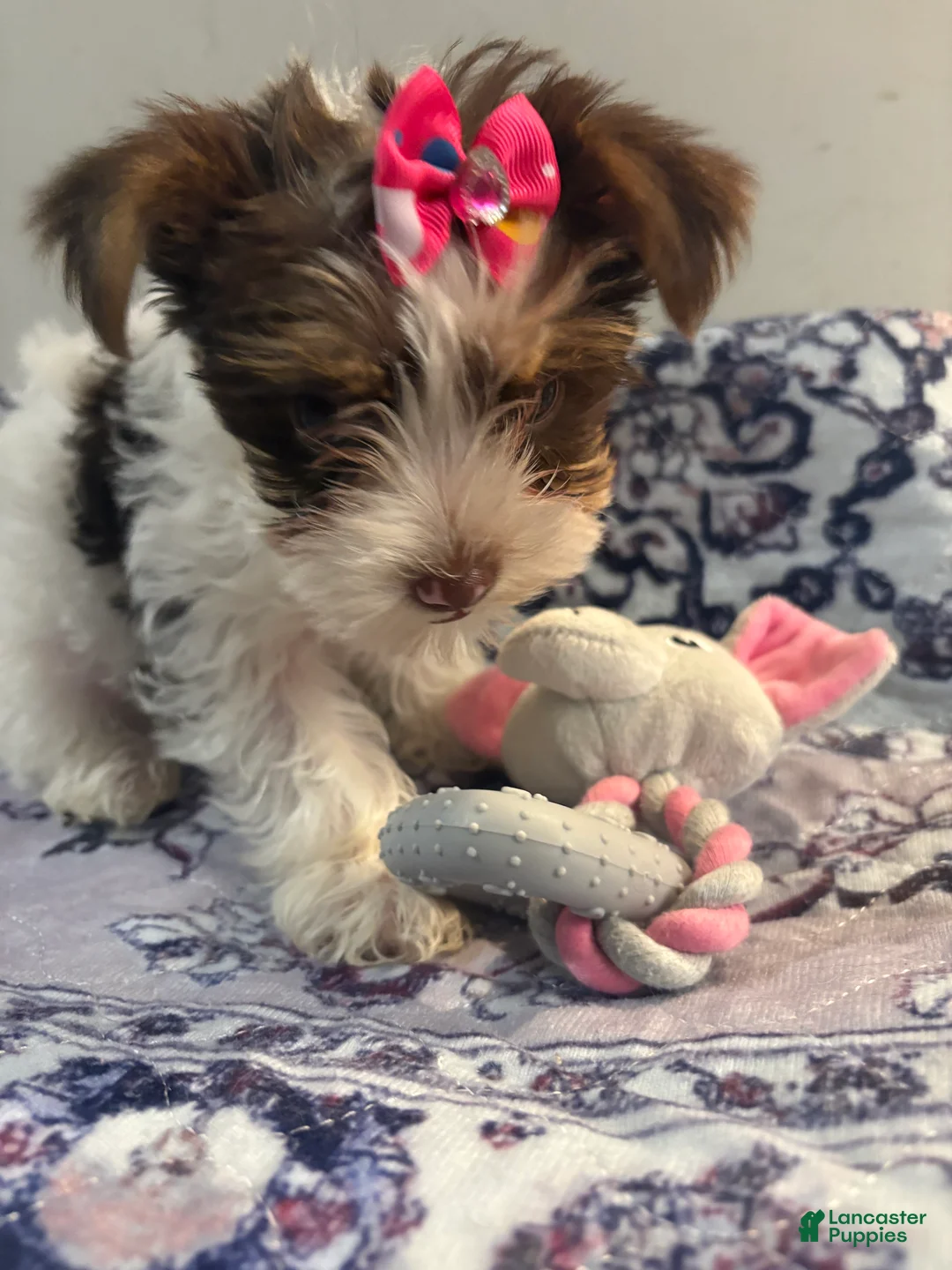 Yorkshire Terrier dogs for sale: Brittany - Ad 2