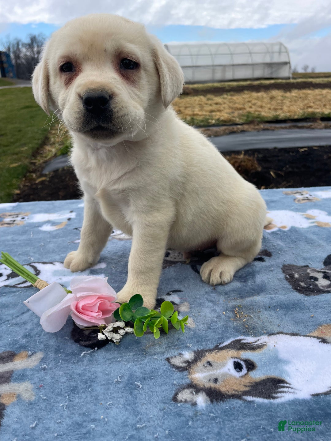 Labrador Retriever dogs for sale: Yeti - Ad 4