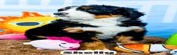Bernedoodle dogs for sale: Shelly - Ad 13