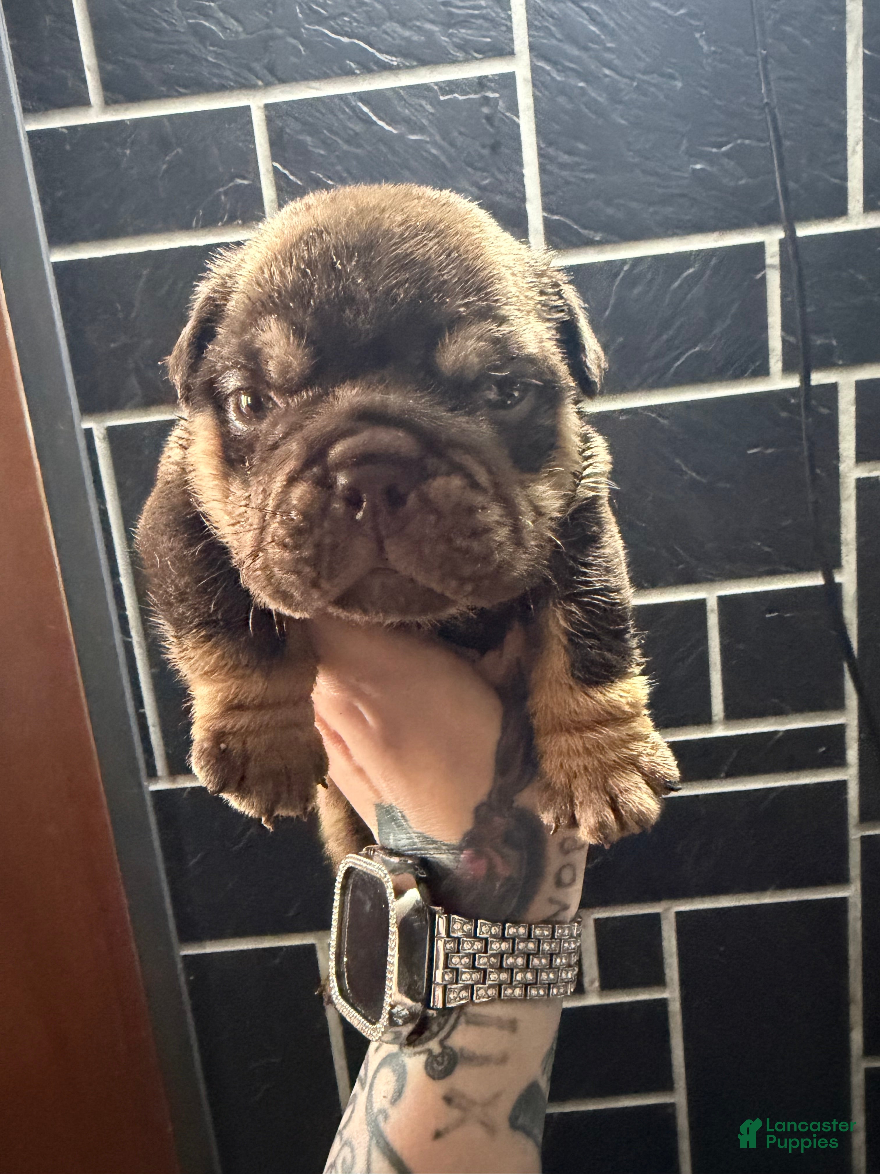 English Bulldog dogs Chocolate male - Ad 41