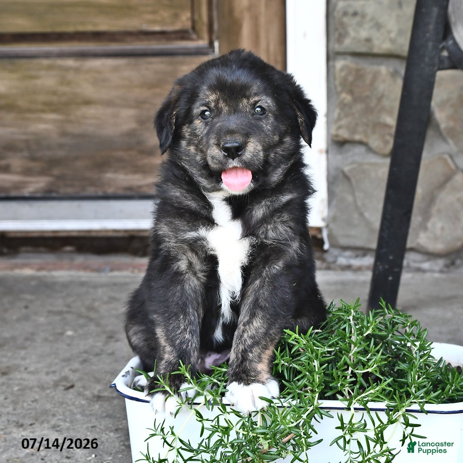 Mixed Breed dogs Tubby - Ad 2
