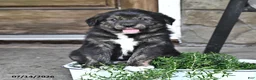 Mixed Breed dogs for sale: Tubby - Ad 2