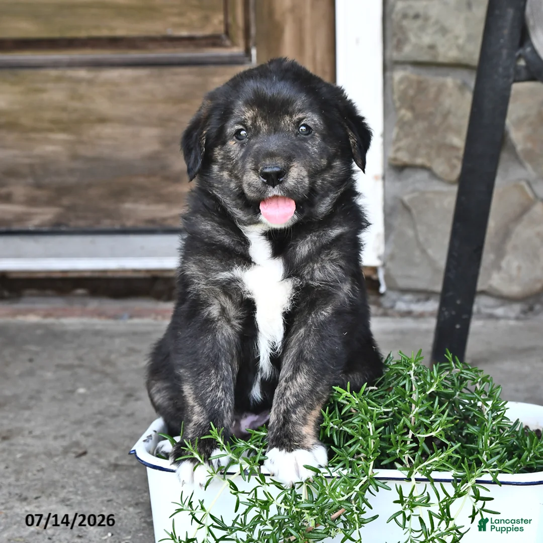 Mixed Breed dogs for sale: Tubby - Ad 2