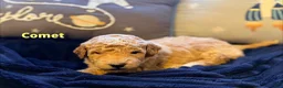 Goldendoodle dogs for sale: Goldendoodle Puppy 1 - Ad 6