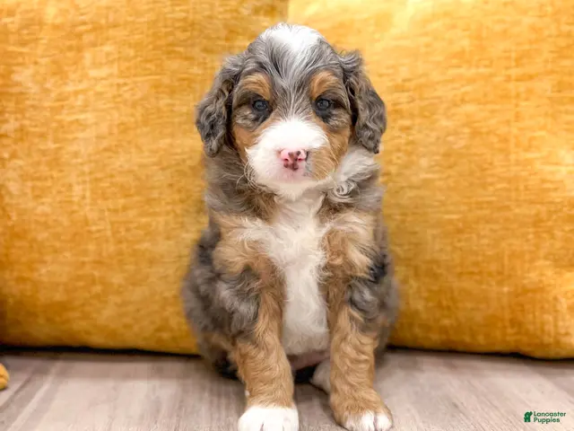 Mini Bernedoodle dogs for sale: Molly - Ad 1
