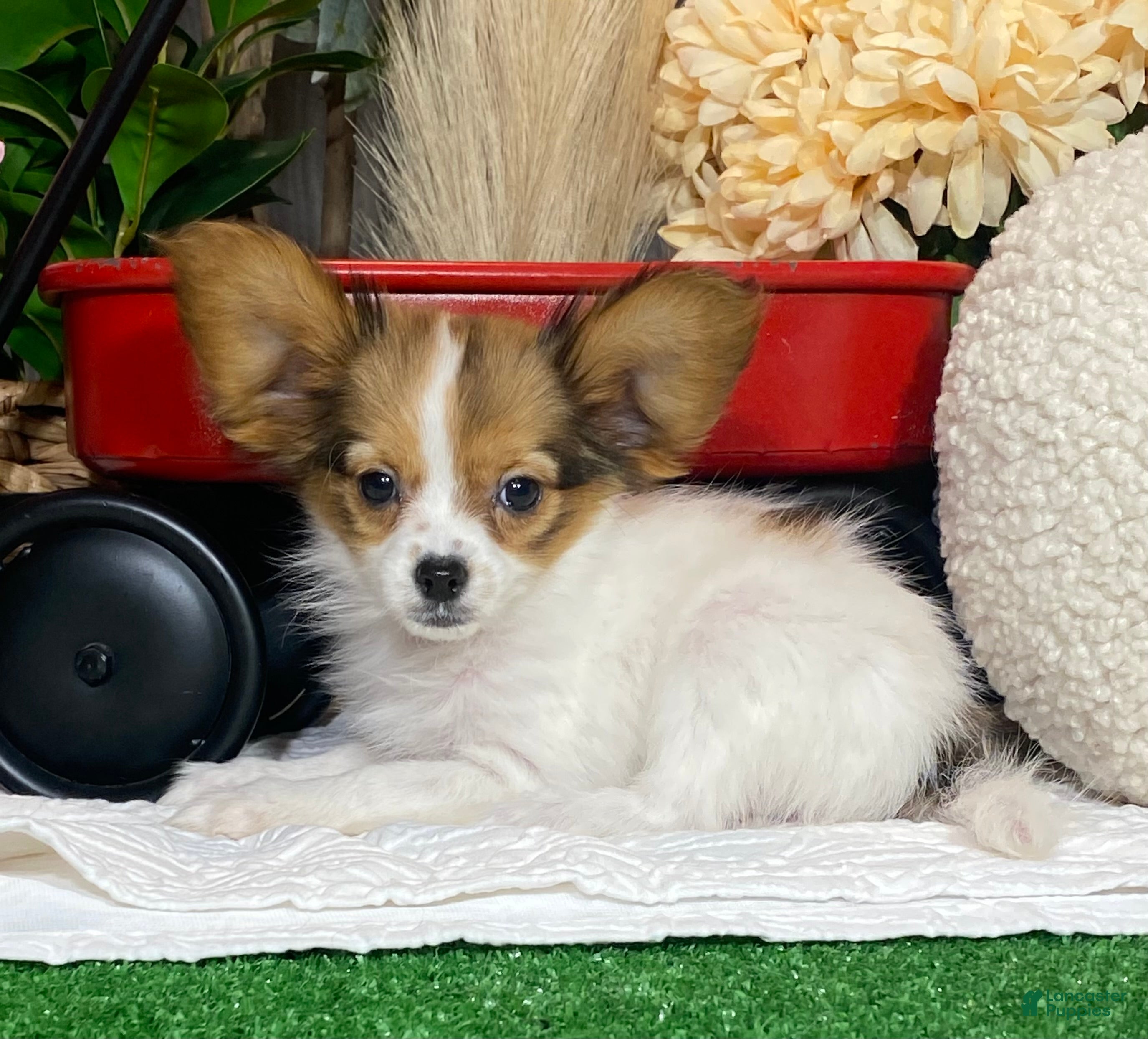 Papillon dogs Riane - Ad 12