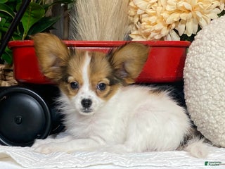 Papillon dogs Riane - Ad 18
