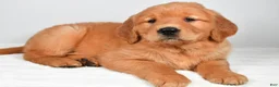 Golden Retriever dogs for sale: Roxy - Ad 4