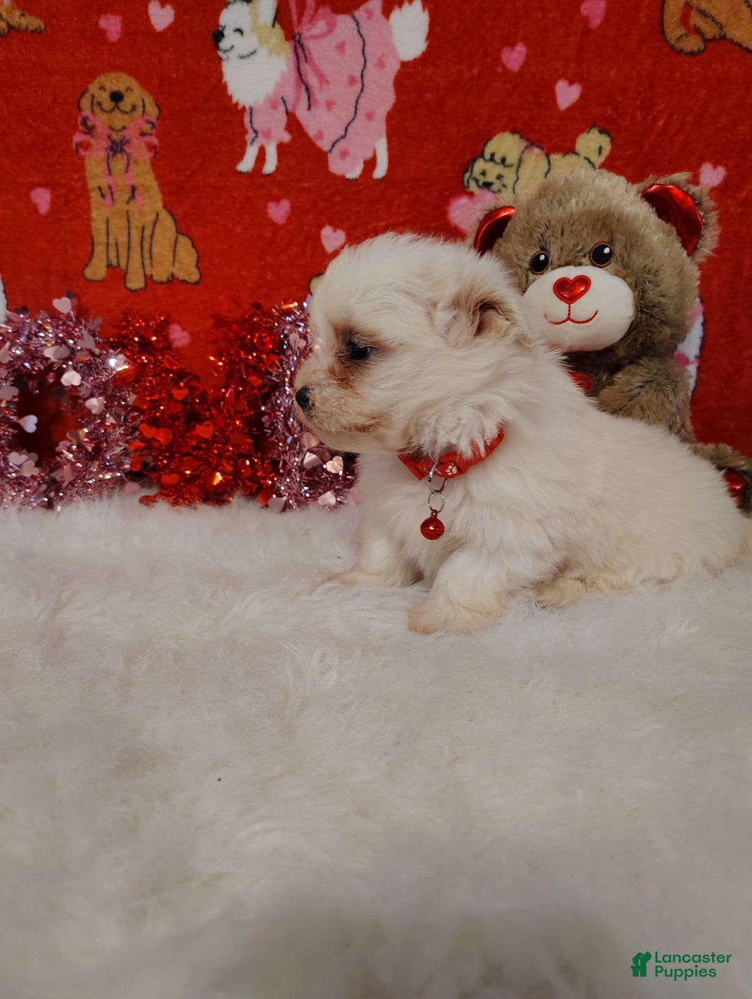Maltese dogs for sale: Bert - red - Ad 5