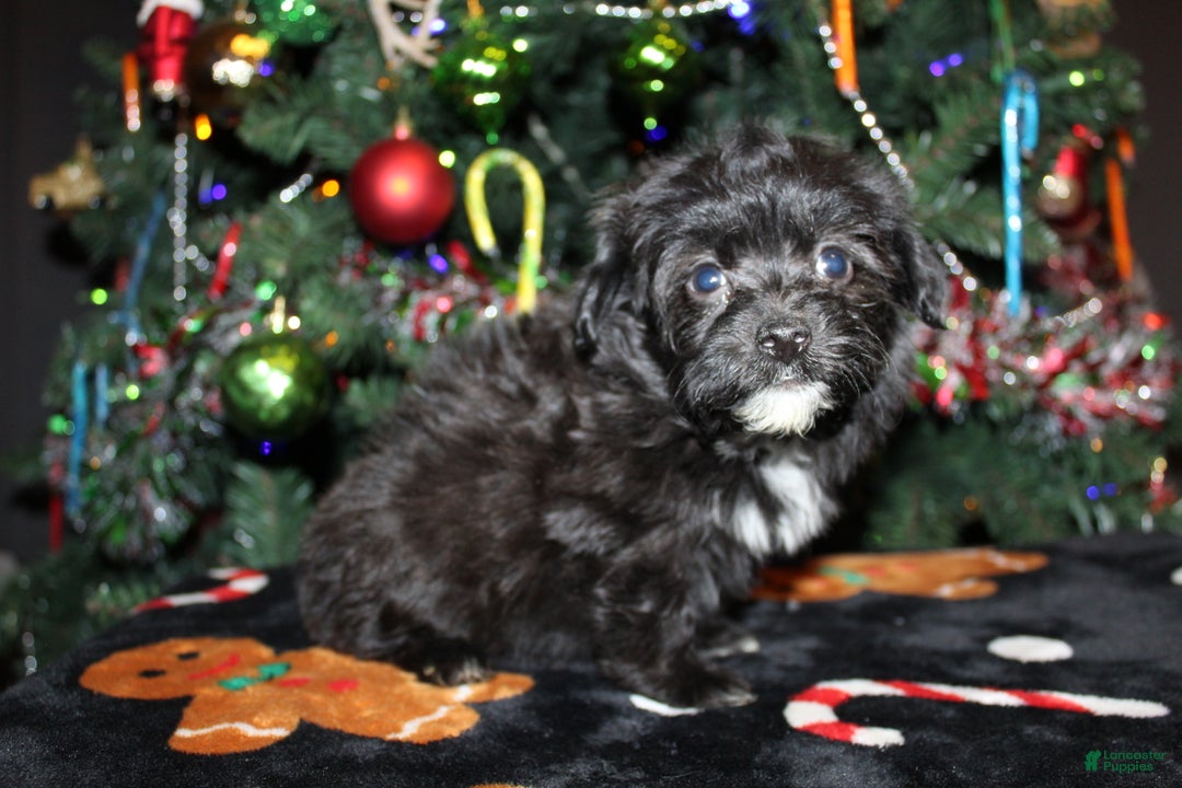 Pomapoo dogs for sale: Ollie - Ad 7