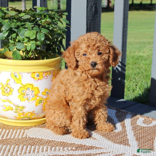 Toy Poodle dogs Honey - Ad 1