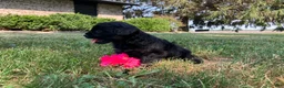 Shihpoo dogs for sale: Mandy - Ad 5
