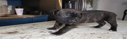 Cane Corso dogs for sale: Pink - Ad 5