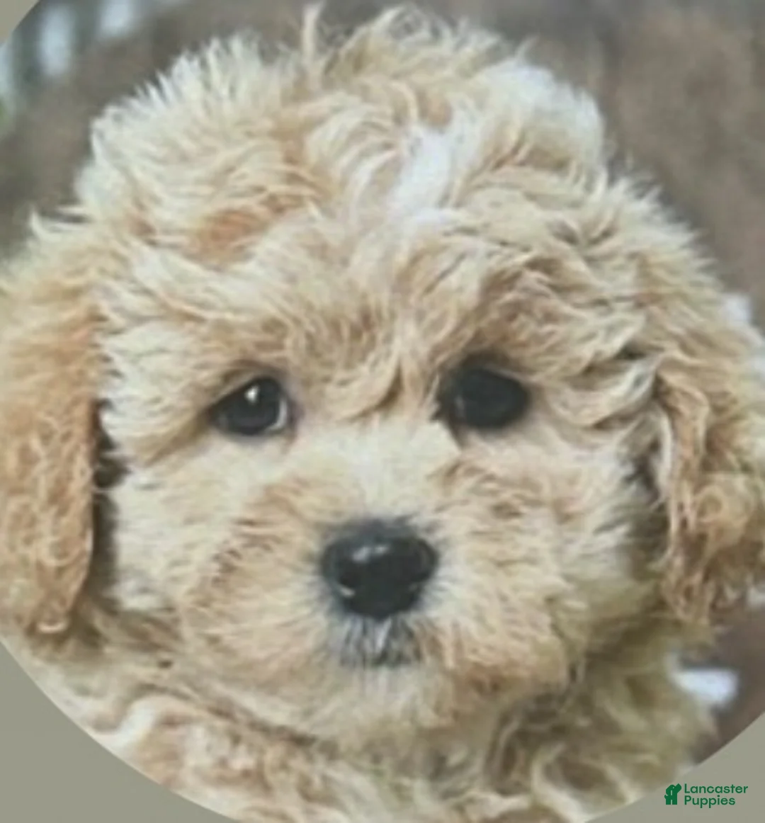 Shihpoo dogs for sale: Shihpoo Puppy 1 - Ad 2