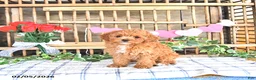 Cavapoo dogs for sale: Ashley - Ad 4