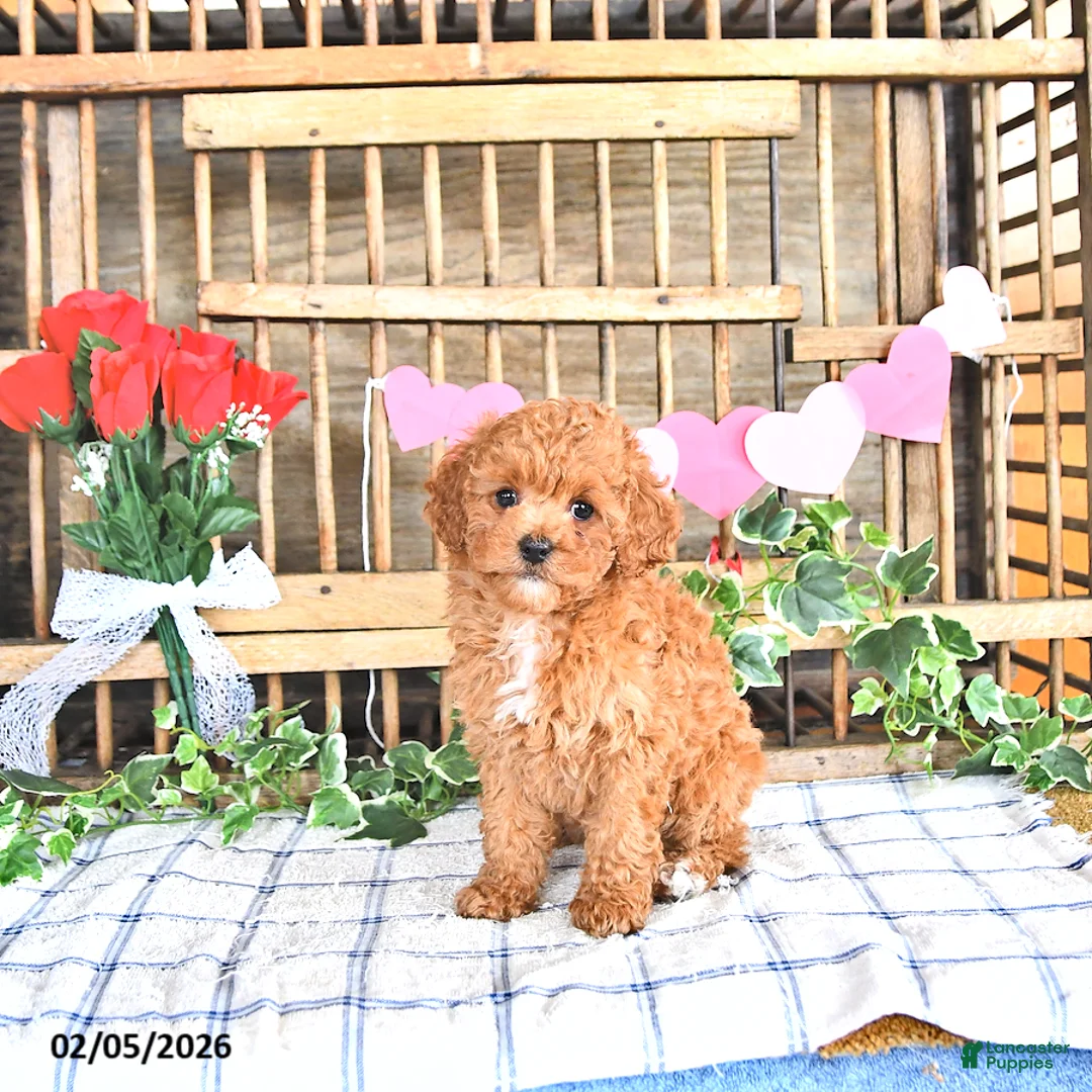 Cavapoo dogs for sale: Ashley - Ad 4