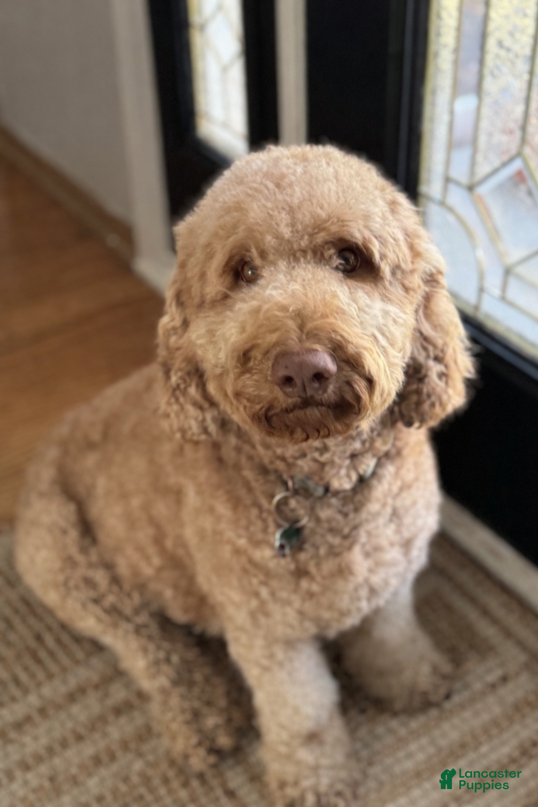 Mini Goldendoodle dogs for sale: Rhino - Ad 2