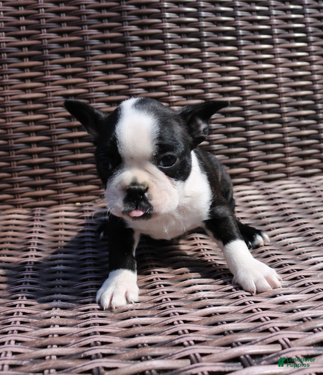 Boston Terrier dogs Cody - Ad 2