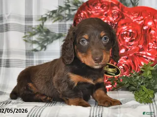 Miniature Dachshund dogs for sale: Coco - Ad 1