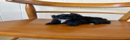 Toy Poodle dogs for sale: Toy Poodle 1 - Ad 4