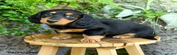 Miniature Dachshund dogs for sale: Erick - Ad 5