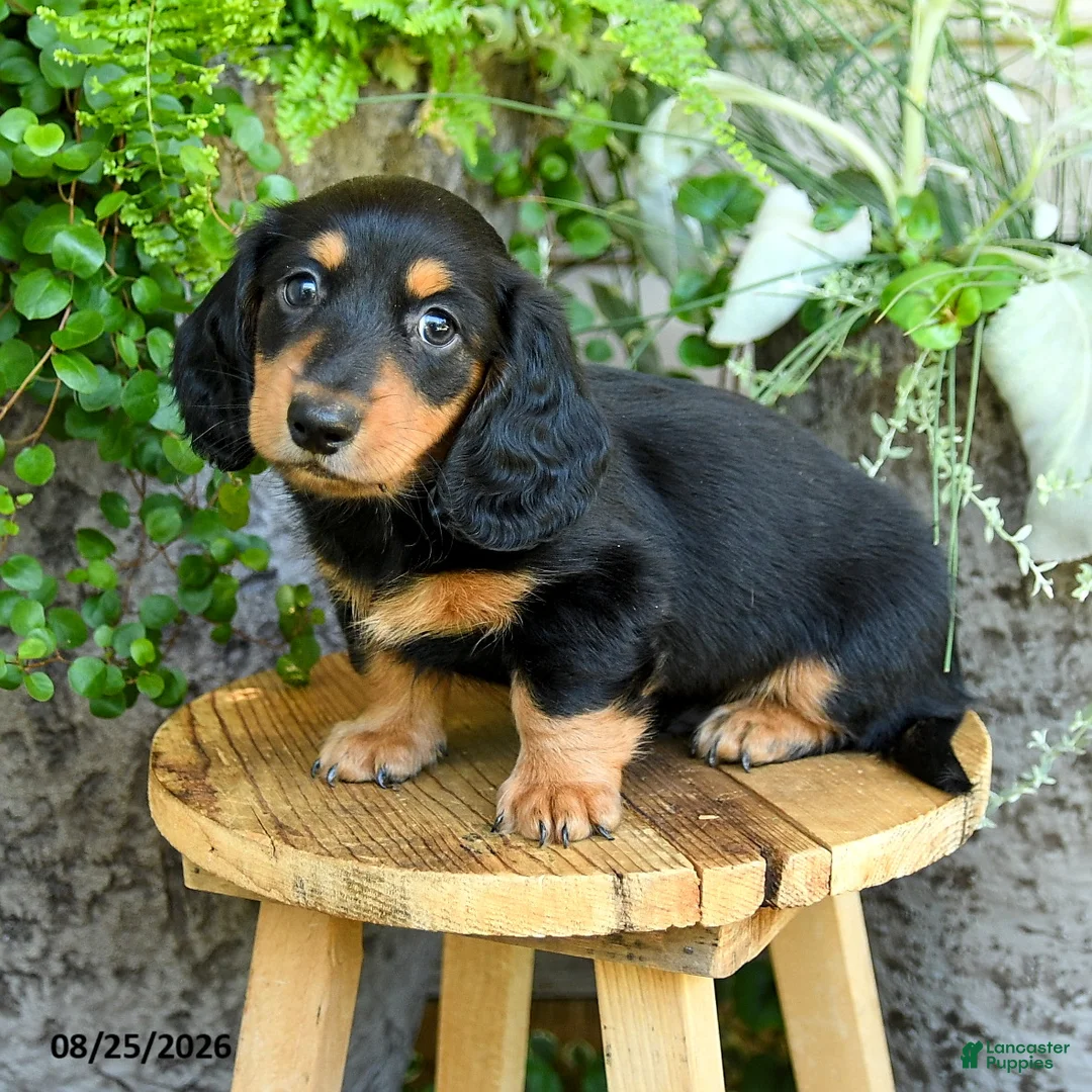 Miniature Dachshund dogs for sale: Erick - Ad 5